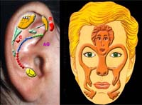 zones reflexes of the ear and face