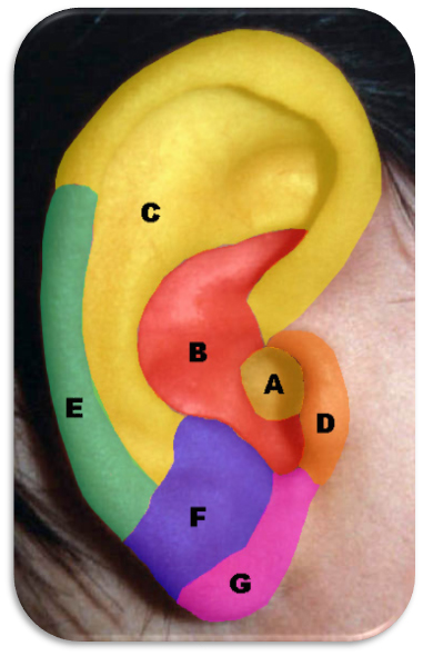 las siete zonas frecuenciales del pabellón auricular